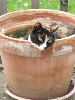 Potted Kitty